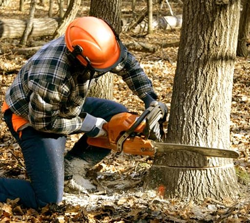 Tree Removal in Squaw Valley, CA